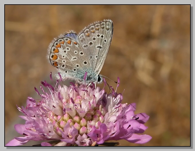 Celastrina argiolus e Polyommatus icarus